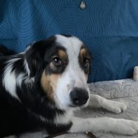 1000 mg cbd oil for dogs dosage