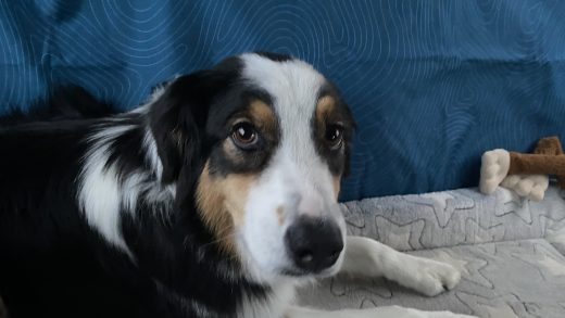 1000 mg cbd oil for dogs dosage