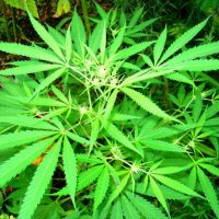 Feeling Restless Before Bed? Premium Delta 8 Flower May Encourage Calm
