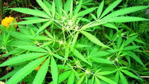Feeling Restless Before Bed? Premium Delta 8 Flower May Encourage Calm
